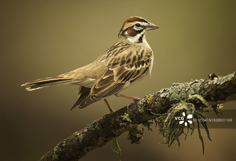 云雀麻雀图片素材