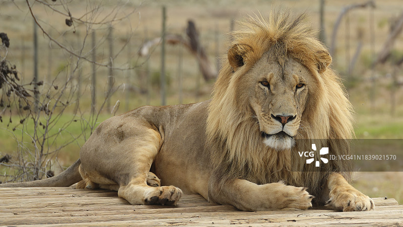 南非雄狮的肖像图片素材