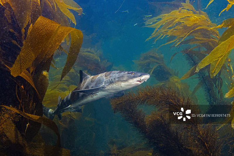 豹纹鲨图片素材