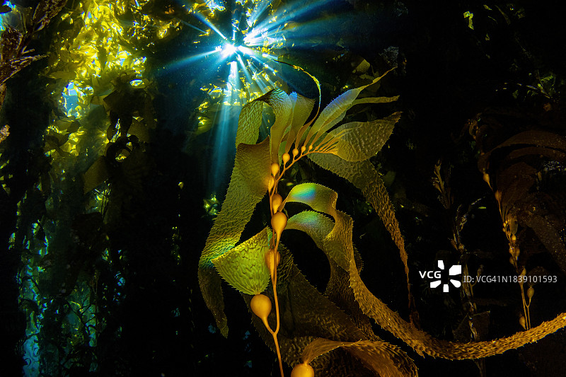 kelp2Jul14-23图片素材