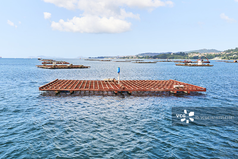 维戈市河流中贻贝养殖平台正面晴景图片素材