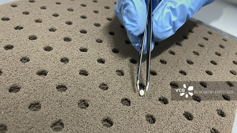 工人在基质中放置生菜种子图片素材