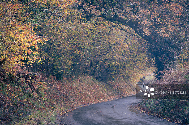 秋季：德文郡小路图片素材