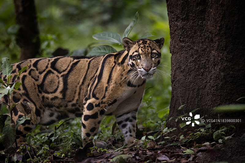 印度云豹图片素材