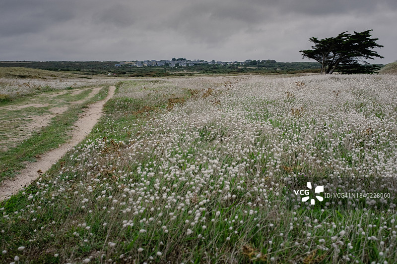 法国布列塔尼克罗宗半岛的兔尾草田图片素材