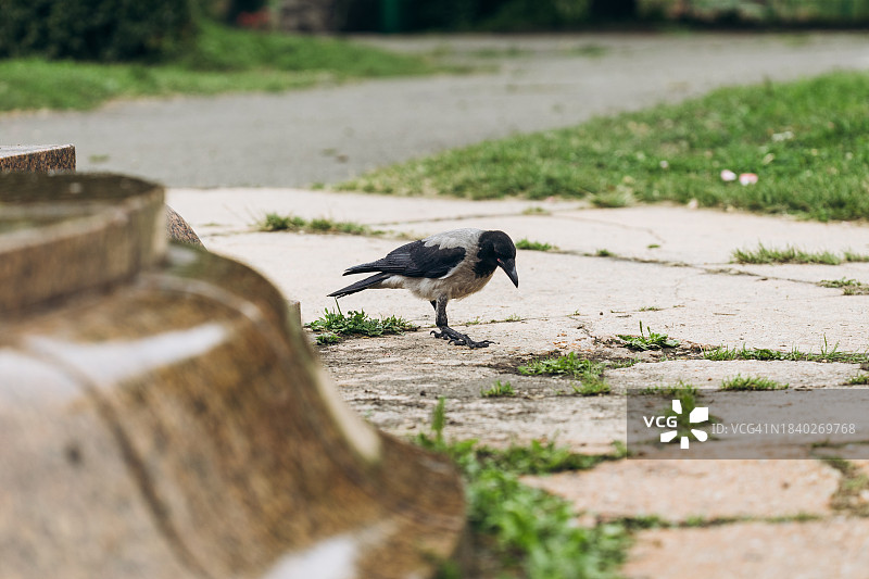 公园里的寒鸦图片素材