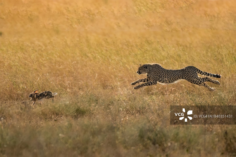 塞伦盖蒂平原上猎豹追逐野兔图片素材