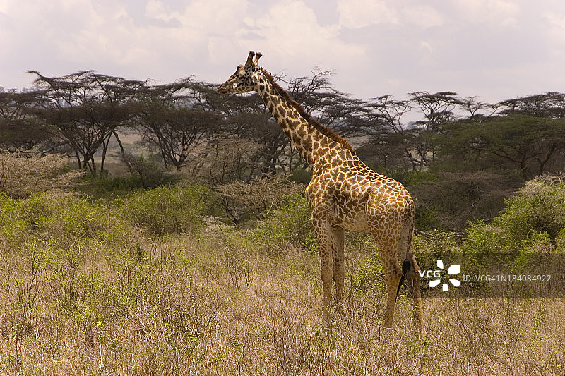 在Safari中发现的长颈鹿图片素材