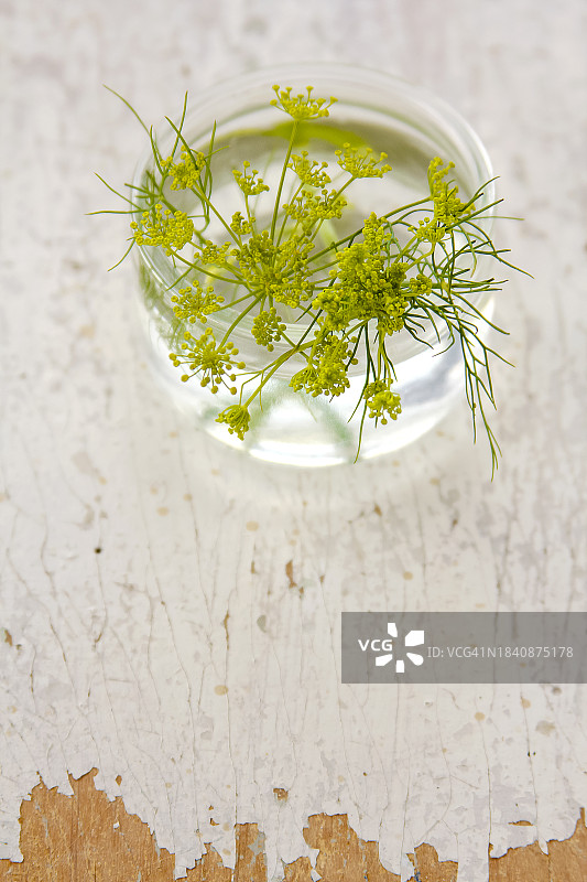 罐子里的莳萝花图片素材