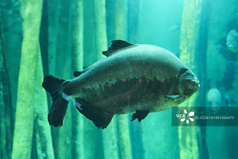 一条巨大的食人鱼，背景是灰色，可以看到几根木头图片素材