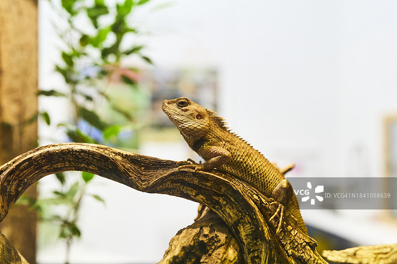 动物园背景中树枝上的花园蜥蜴侧面肖像图片素材