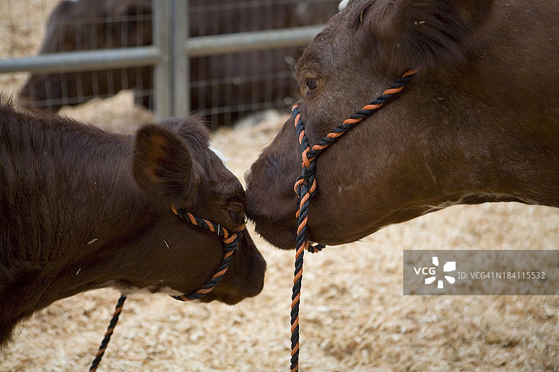母牛和小牛图片素材