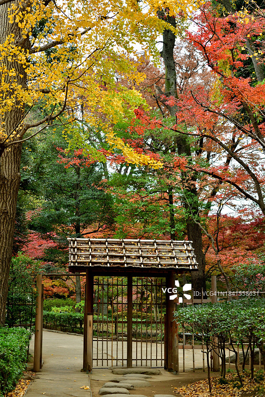 东京大田黑公园美丽的秋叶色彩图片素材