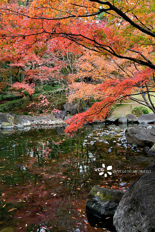 东京大田黑公园美丽的秋叶色彩图片素材
