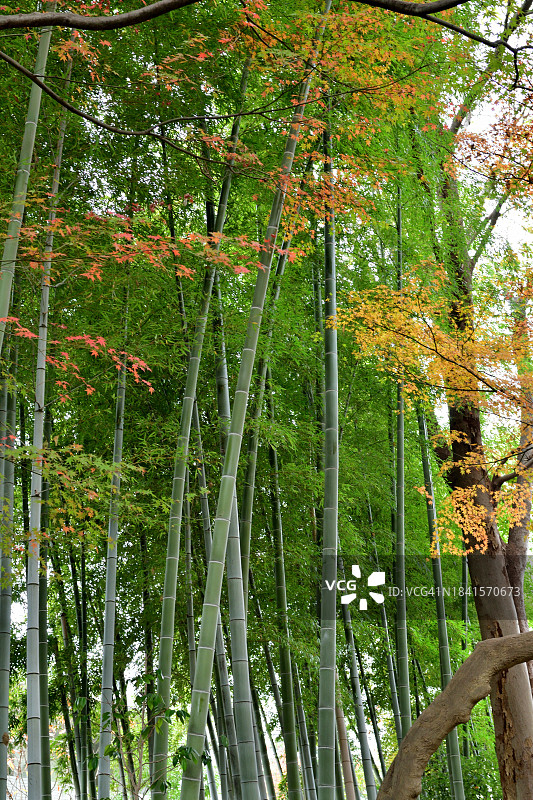 东京大田黑公园美丽的秋叶色彩图片素材