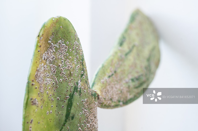 仙人掌感染介壳虫，正在吸取植物的汁液图片素材