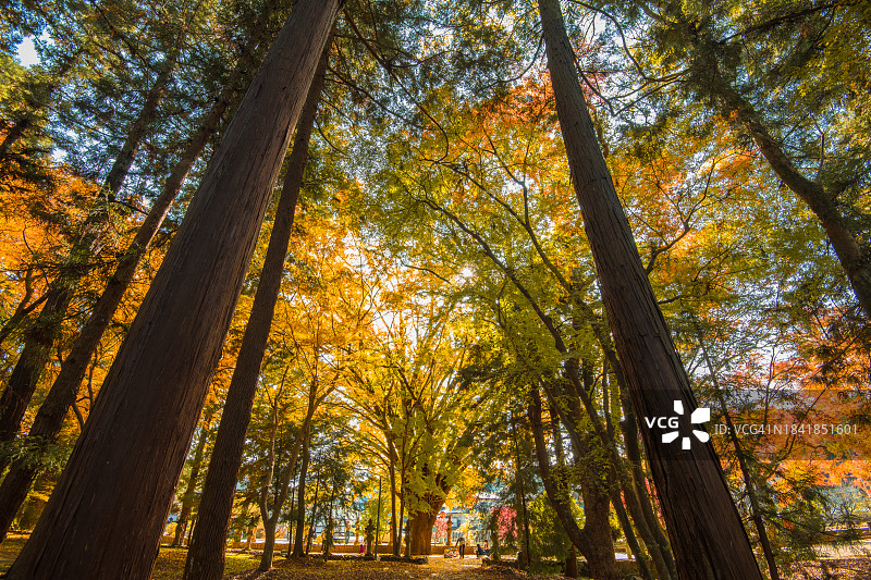 阳光下的银杏树图片素材