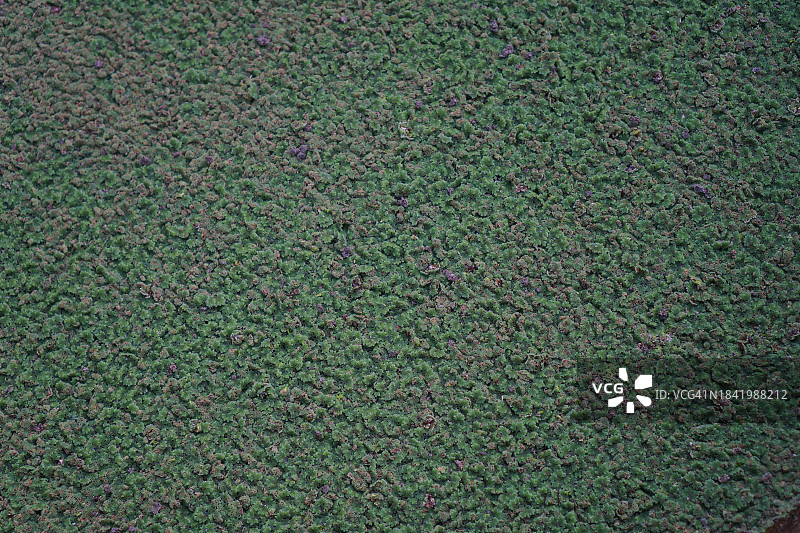 满江红图片素材