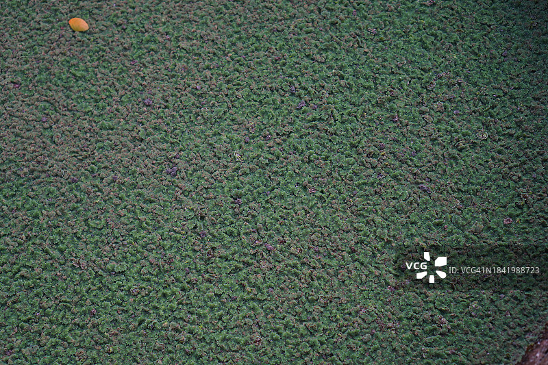 满江红图片素材