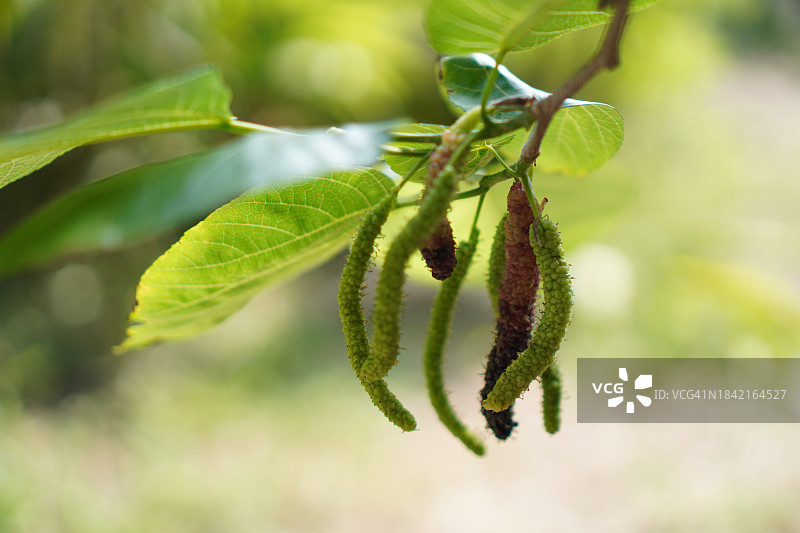 绿色桑葚果实图片素材