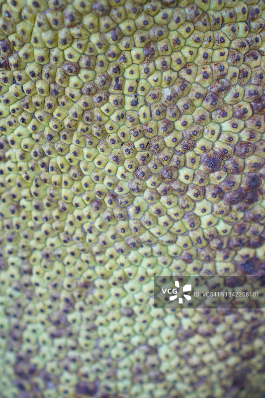 菠萝蜜图片素材