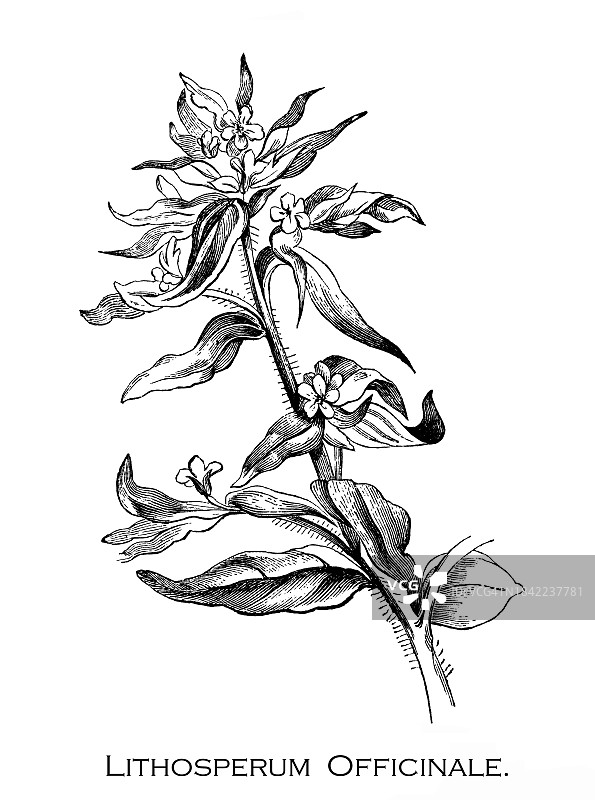植物学古版画：普通狗舌草图片素材