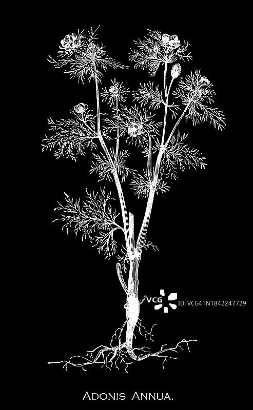 植物学古老雕刻插图：雉眼花，毛茛科观赏植物图片素材