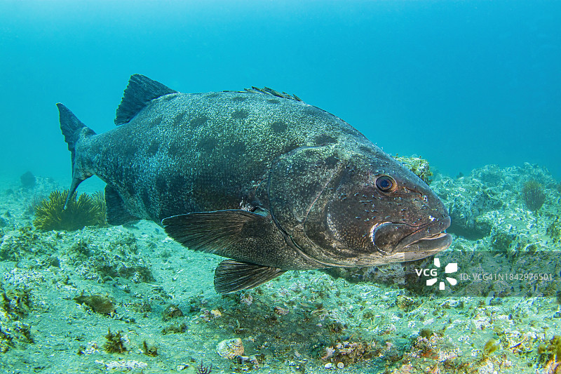 海洋生命图片素材