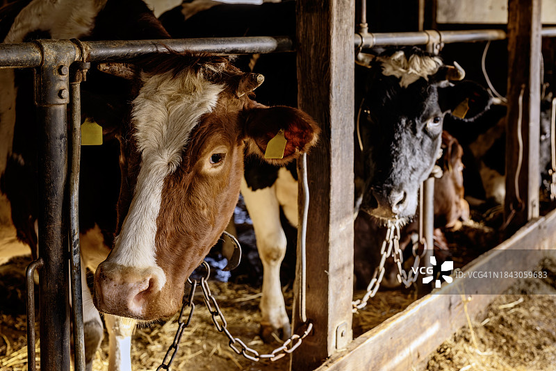牛棚里的奶牛图片素材