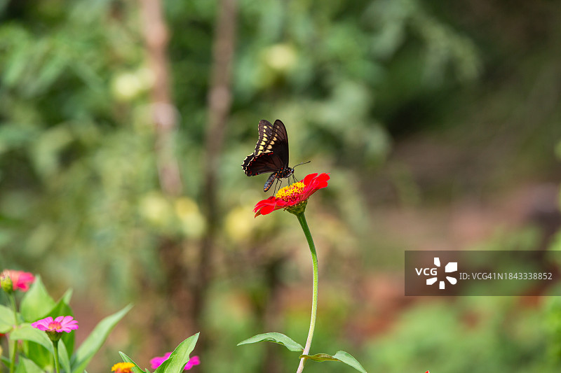 百日菊，花园花卉图片素材
