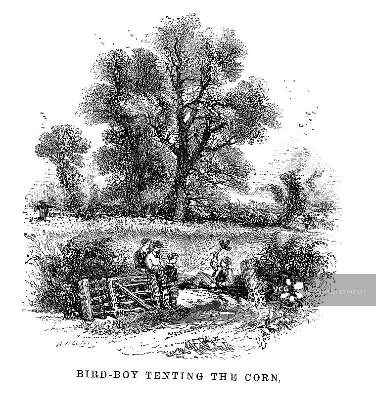 男孩照料玉米地的鸟图片素材