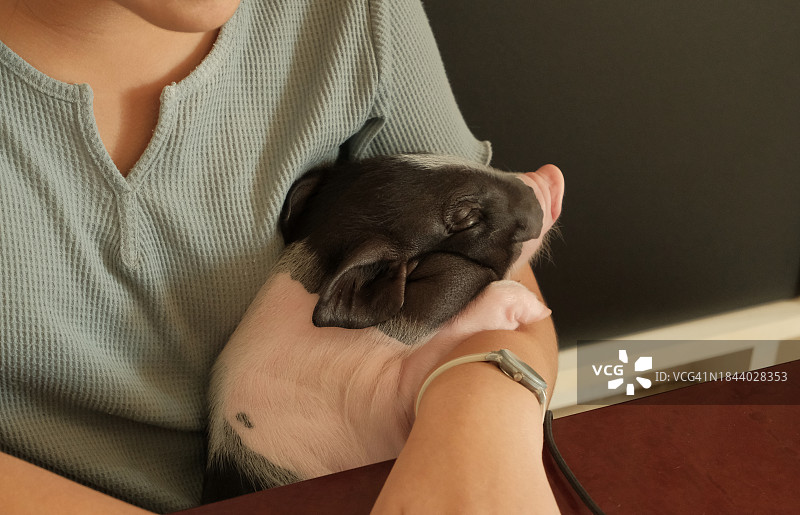 可爱的大肚猪在主人怀里图片素材