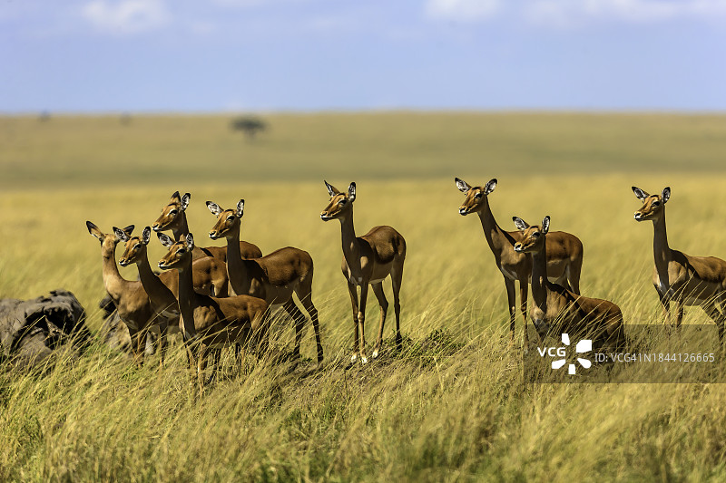 马赛马拉的雌性黑斑羚图片素材