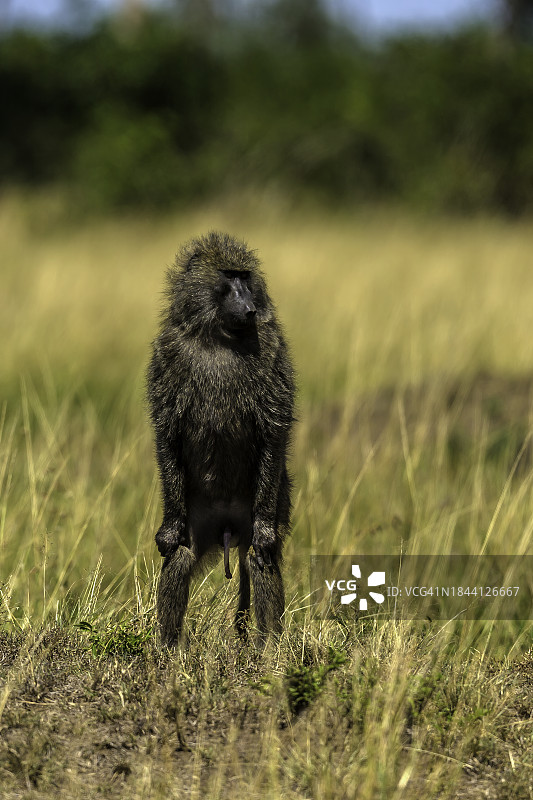 站在马赛马拉的豚尾狒狒图片素材