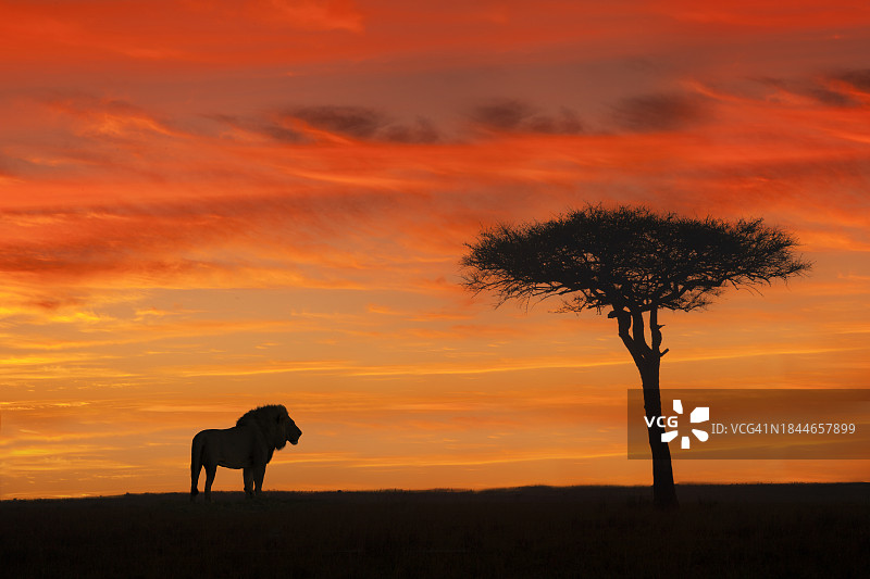 日落时分的狮子图片素材