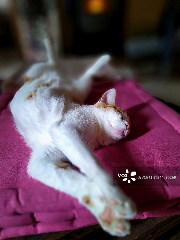 猫咪放松图片素材