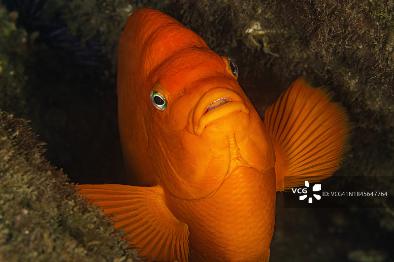 加里波第2015年9月23日图片素材