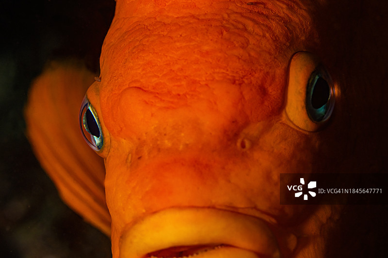 加里波第图片素材