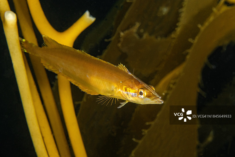 kelpfish3Sep15-23图片素材