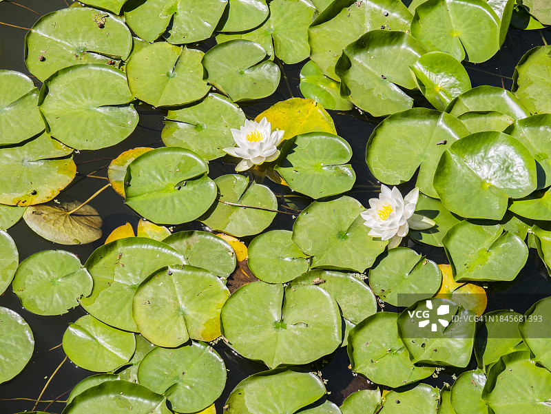 百合花和睡莲叶 - Sacajawea湖 - 朗维尤华盛顿州图片素材