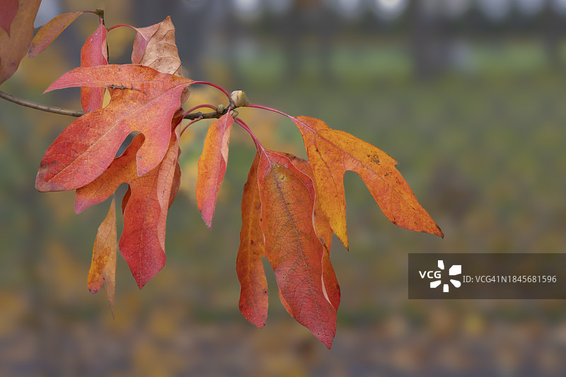 北美乔木树叶-美国新泽西州克兰伯里图片素材