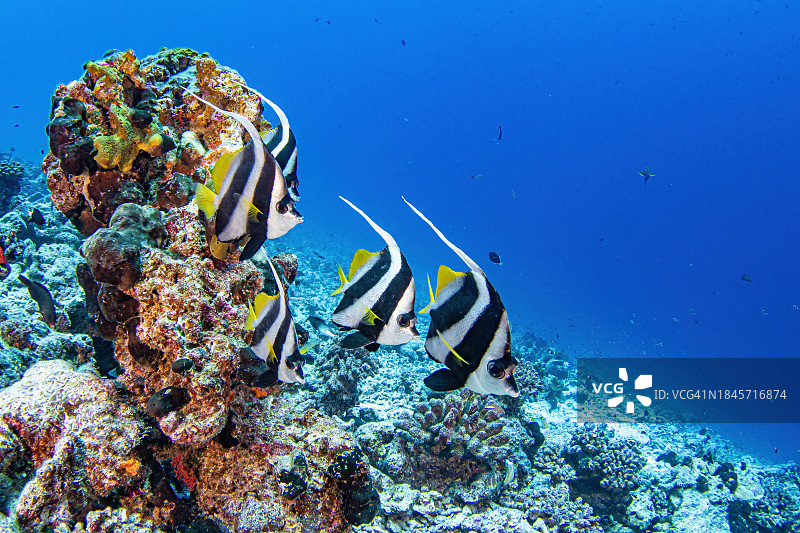 兰吉罗阿礁石图片素材