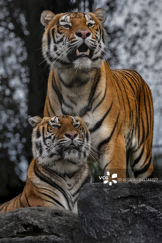 孟加拉虎图片素材