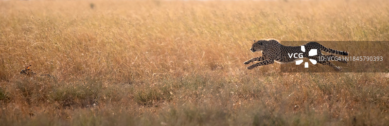 塞伦盖蒂平原上猎豹追逐野兔图片素材