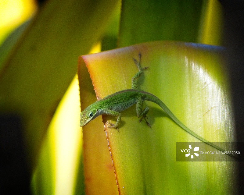 一片凤梨科植物叶子上的一只绿色小蜥蜴图片素材