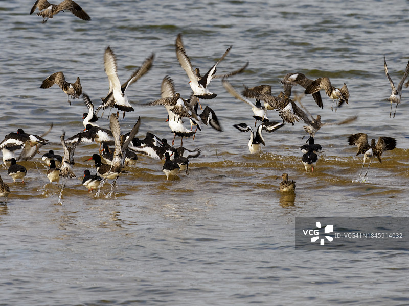 欧亚鸻在白天飞过海面图片素材
