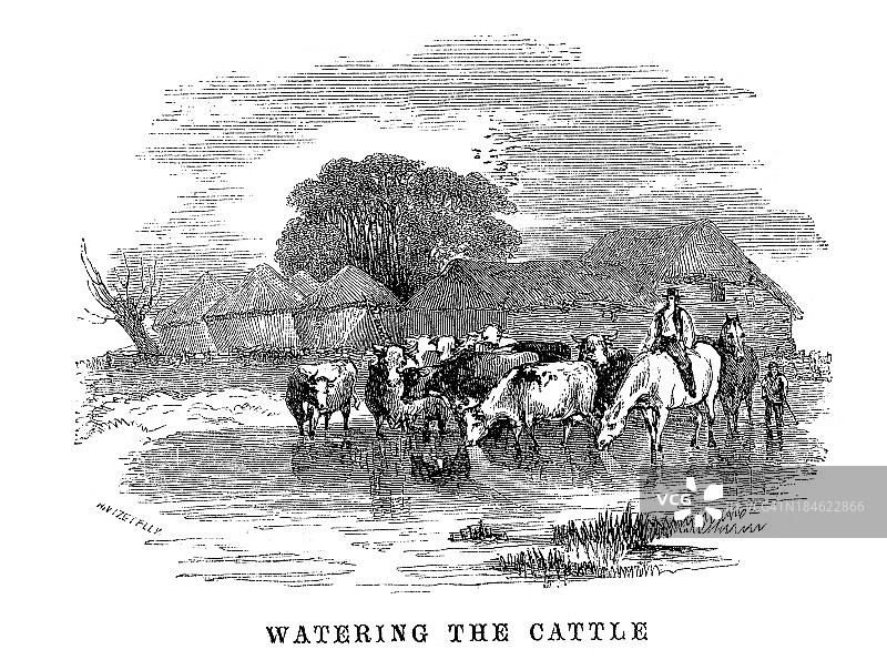 给牛浇水图片素材