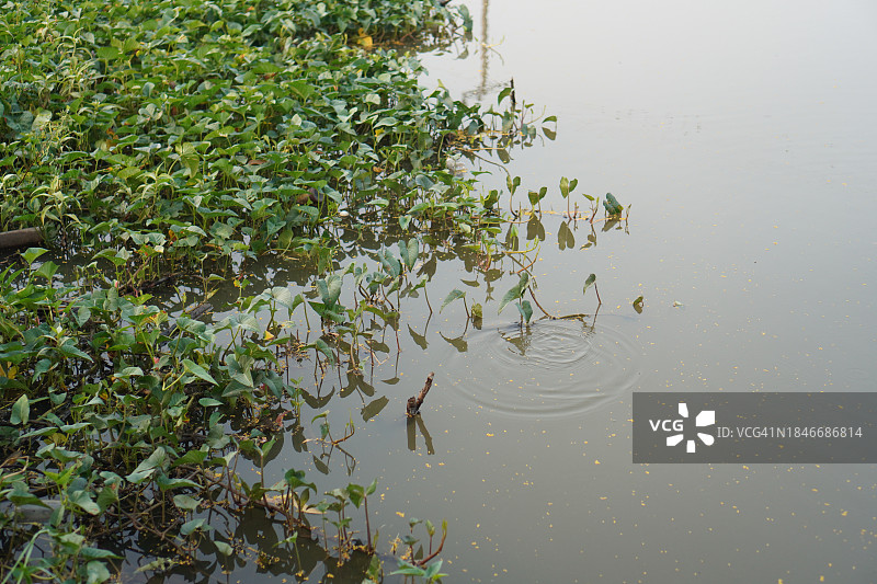 空心菜图片素材