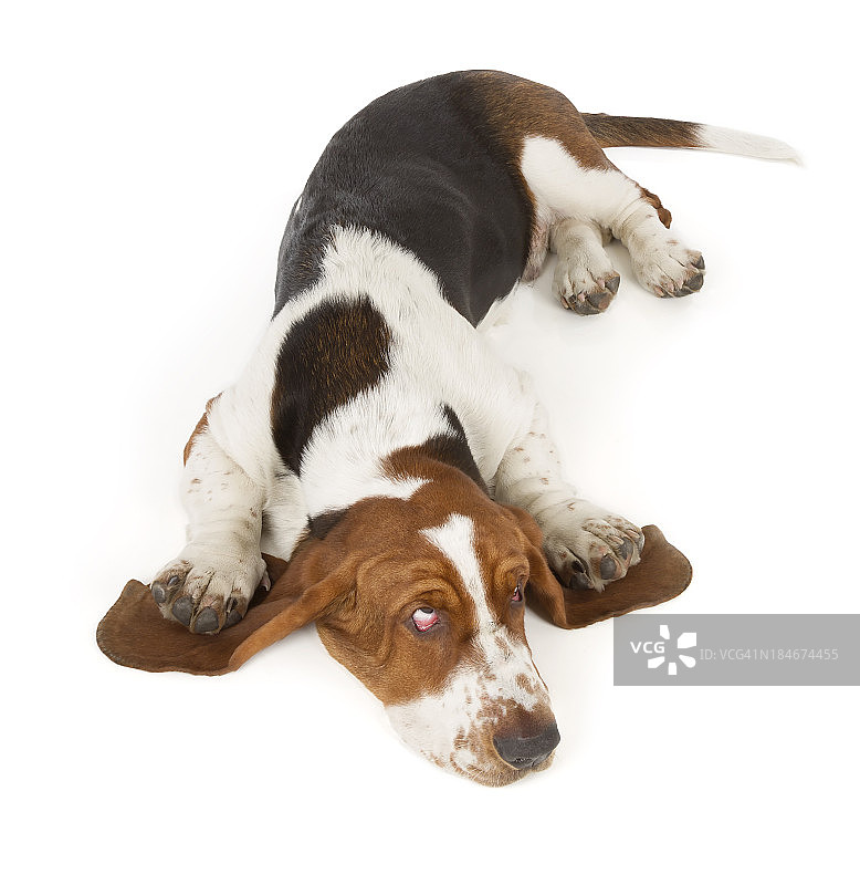 巴塞特猎犬图片素材