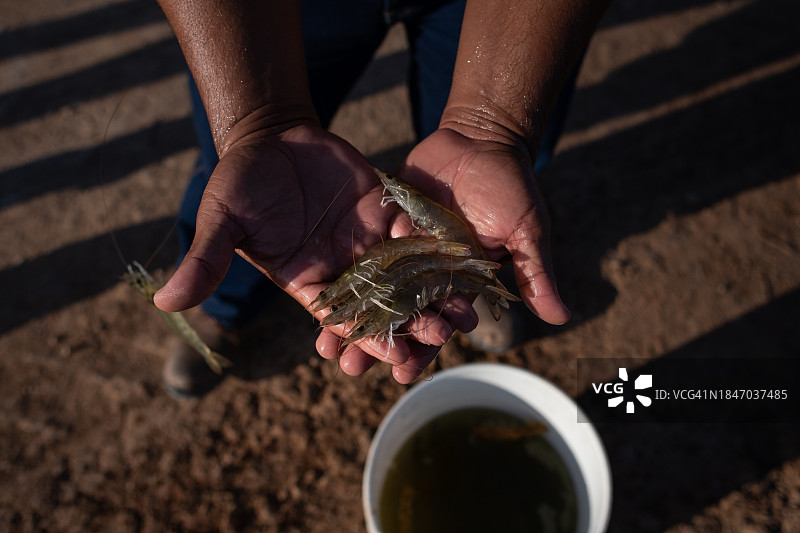 新鲜捕获的虾图片素材